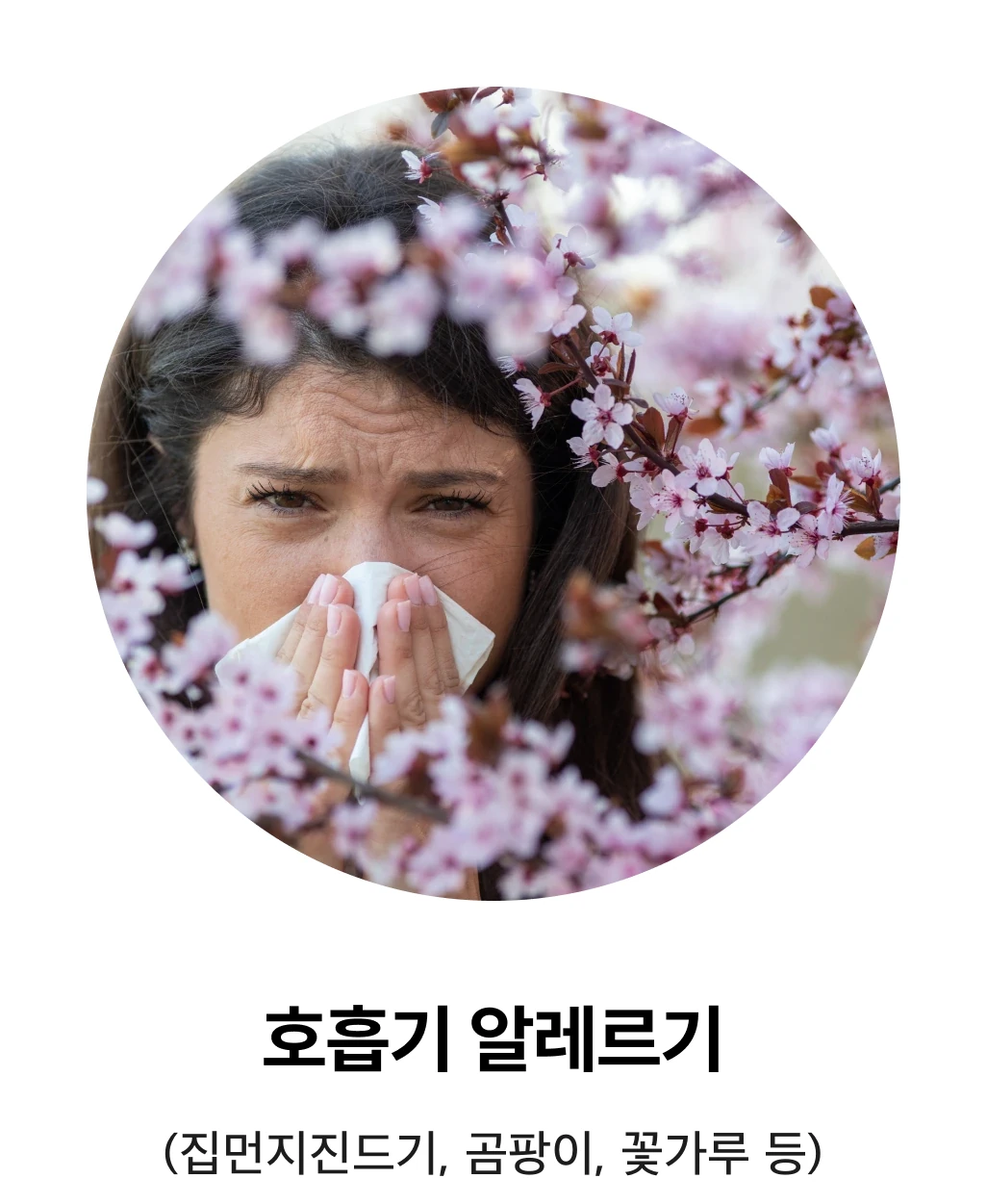 호흡기 알레르기: 집먼지진드기, 곰팡이, 꽃가루 등